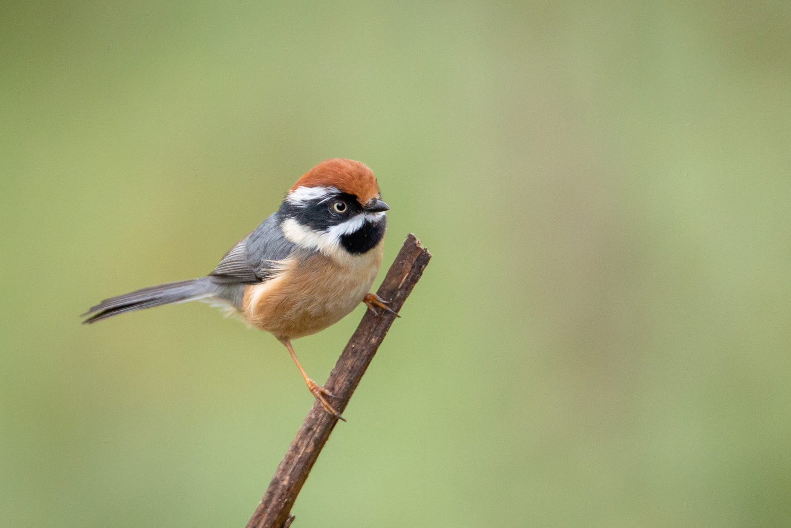 image Black-throated Tit